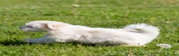 Maltese dogs for sale: Millie Maltese Puppy  - Ad 10