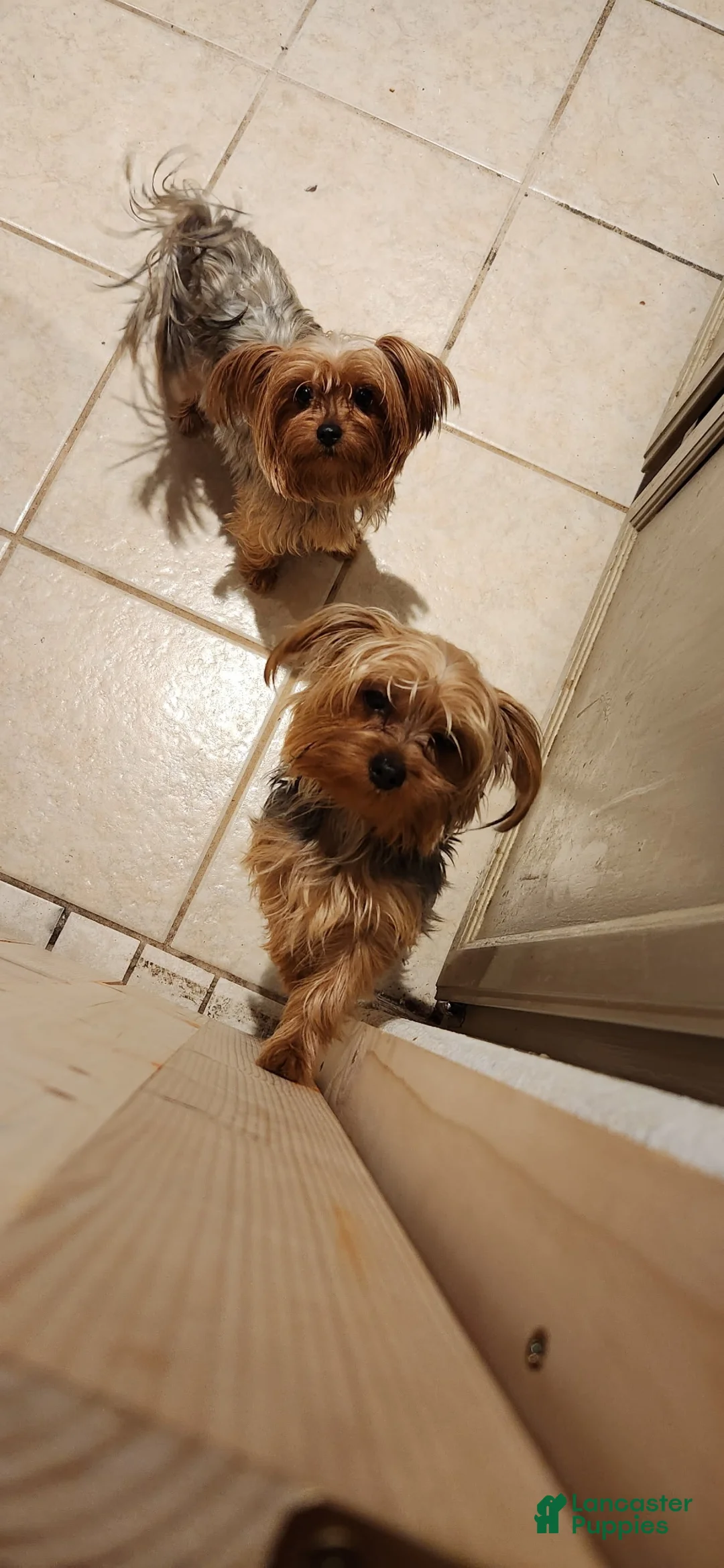 Yorkshire Terrier dogs for sale: Yorkshire Terrier Puppy 1 - Ad 3