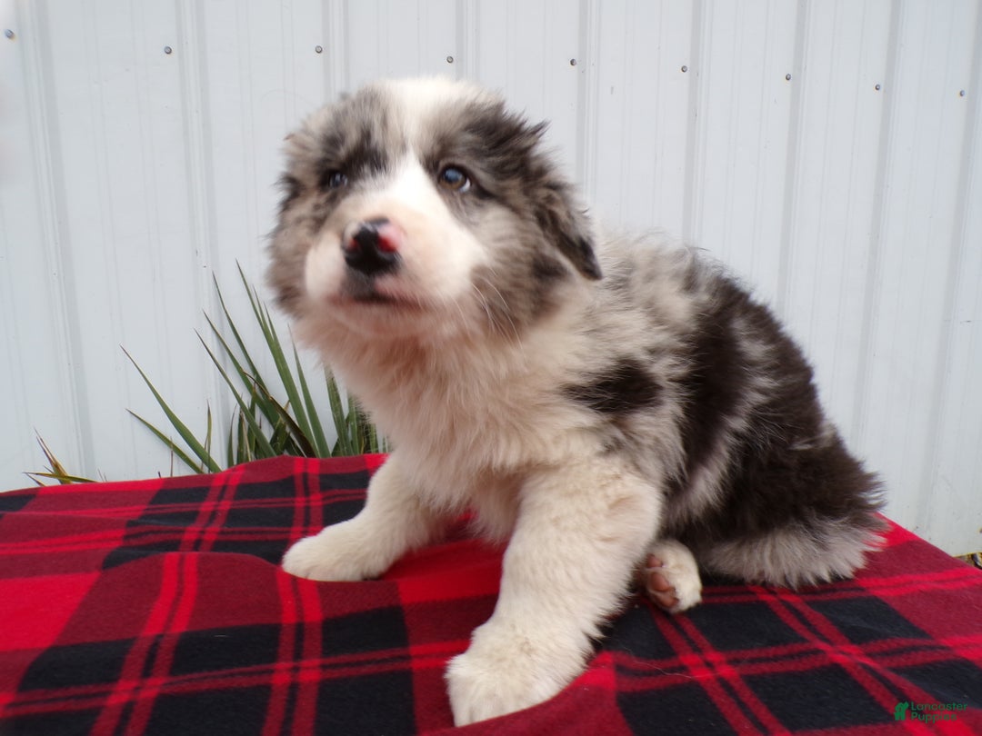 Border Collie dogs for sale: Border Collie Puppy 1 Scamper - Ad 4
