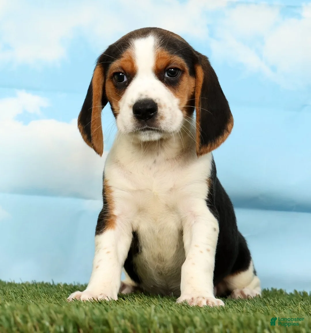 Beagle dogs for sale: Banana - Ad 1