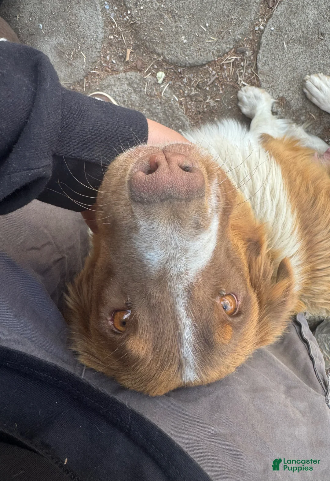 Mixed Breed dogs for sale: Mixed Breed Puppy 3 - Ad 3