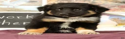 Mixed Breed dogs for sale: Tipsie - Ad 4