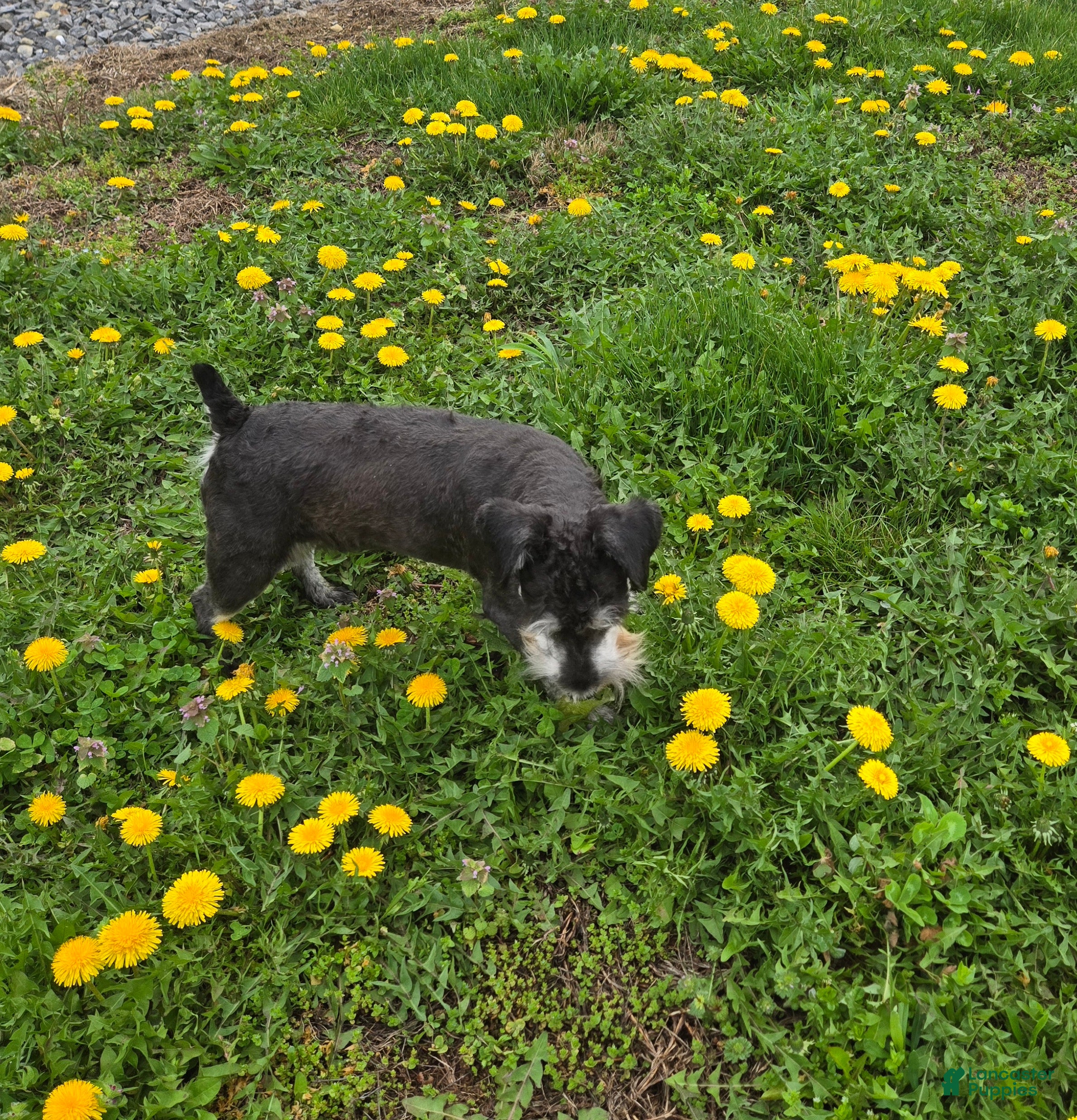 Miniature Schnauzer dogs Kirby - Ad 2
