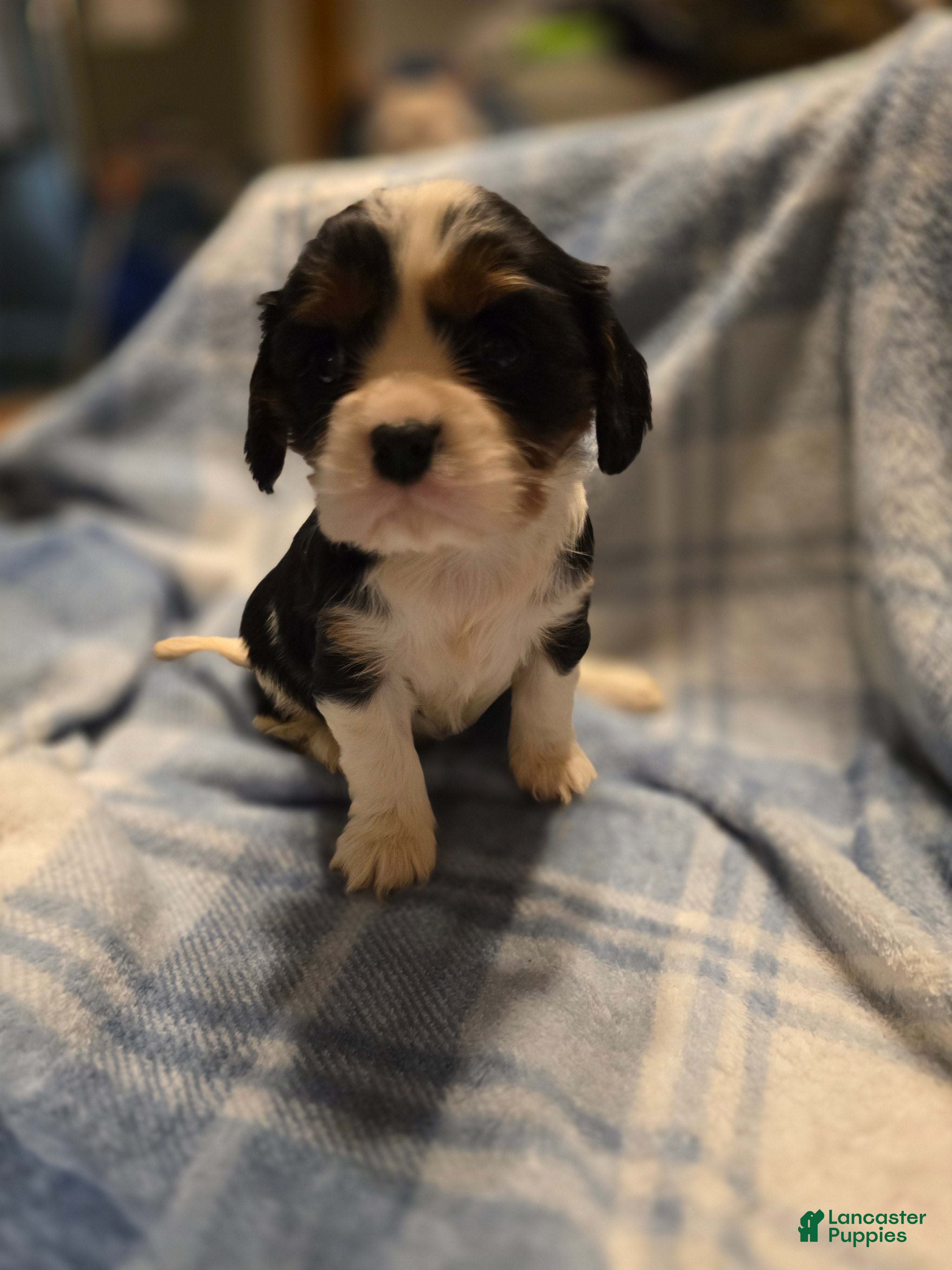 Cavalier King Charles Spaniel dogs Marigold Pending  - Ad 2