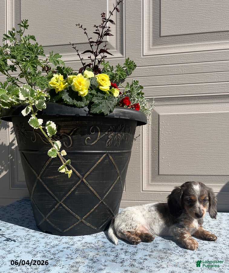 Miniature Dachshund dogs for sale: Lady - Ad 4