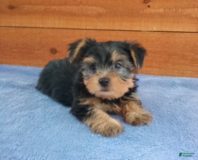Yorkshire Terrier dogs Hunter  - Ad 1