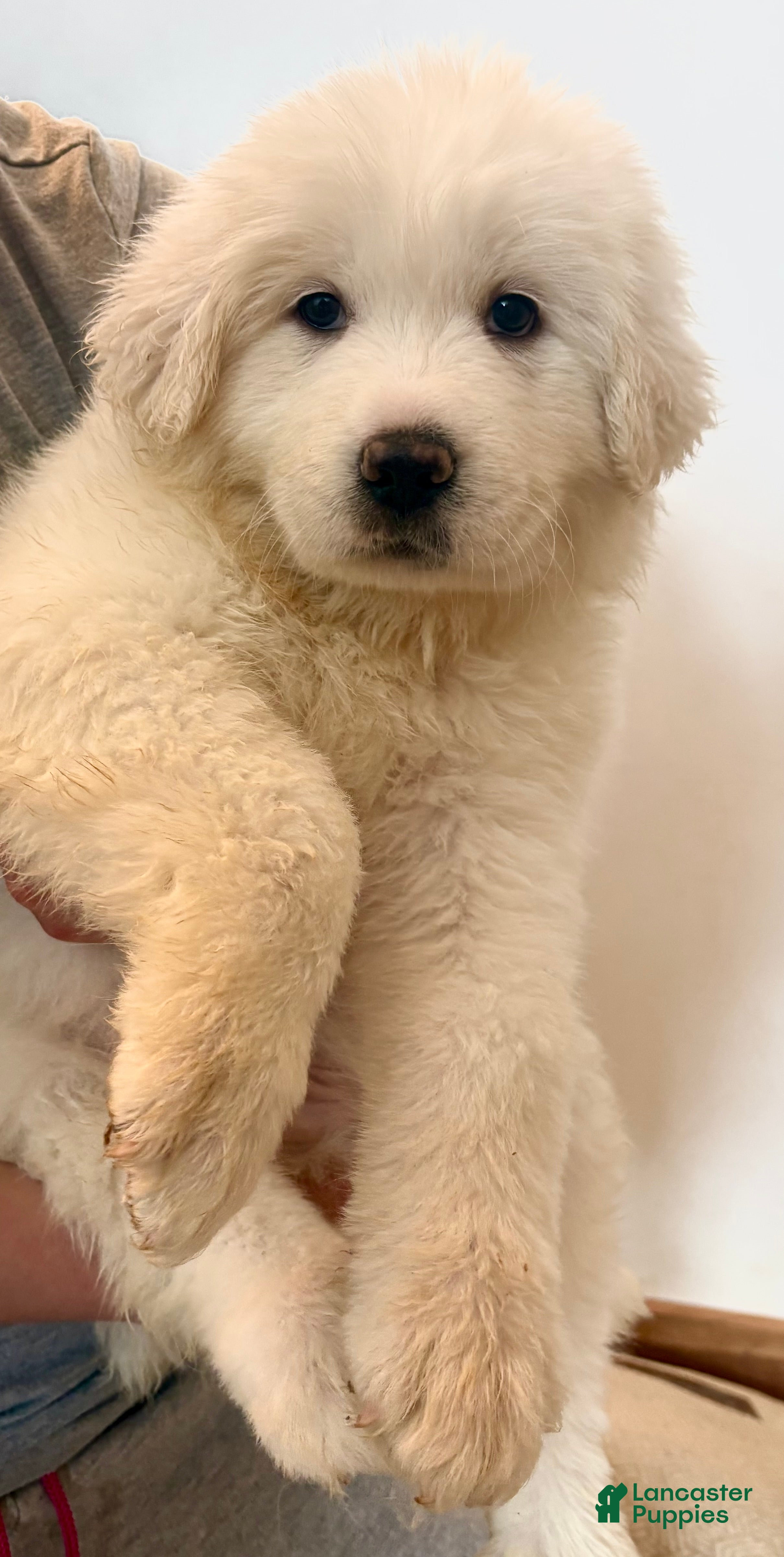 Great Pyrenees dogs  Puppy 1 (Black Collar) - Ad 3