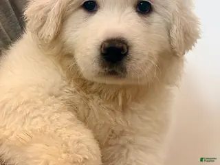 Great Pyrenees dogs Puppy 1 (Black Collar) - Ad 3