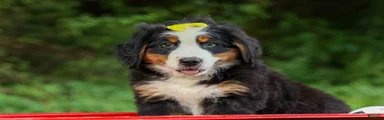 SAMSON