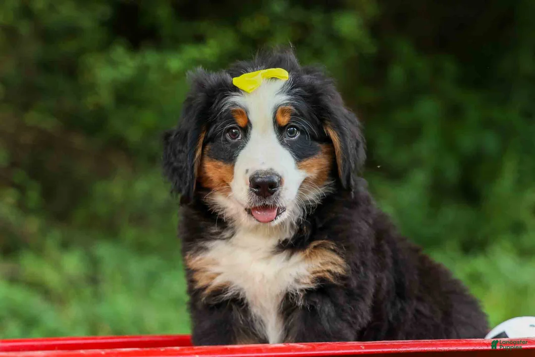 Bernese Mountain Dog dogs for sale: SAMSON - Ad 1
