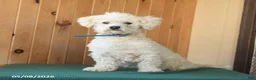Westiepoo dogs for sale: Frank  - Ad 7
