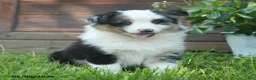 Australian Shepherd dogs for sale: Charlotte - Ad 1