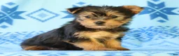 Yorkshire Terrier dogs for sale: Darcy - Ad 4