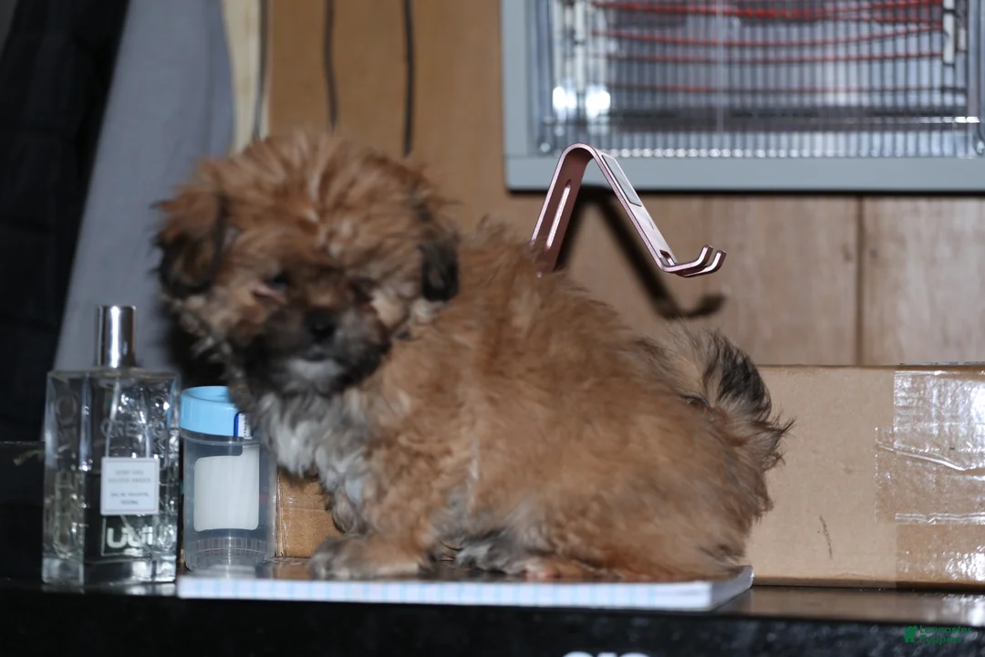 Shih Tzu dogs for sale: Shih Tzu Puppy 1 - Ad 1