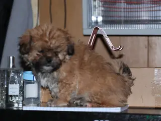 Shih Tzu dogs Shih Tzu Puppy 1 - Ad 7