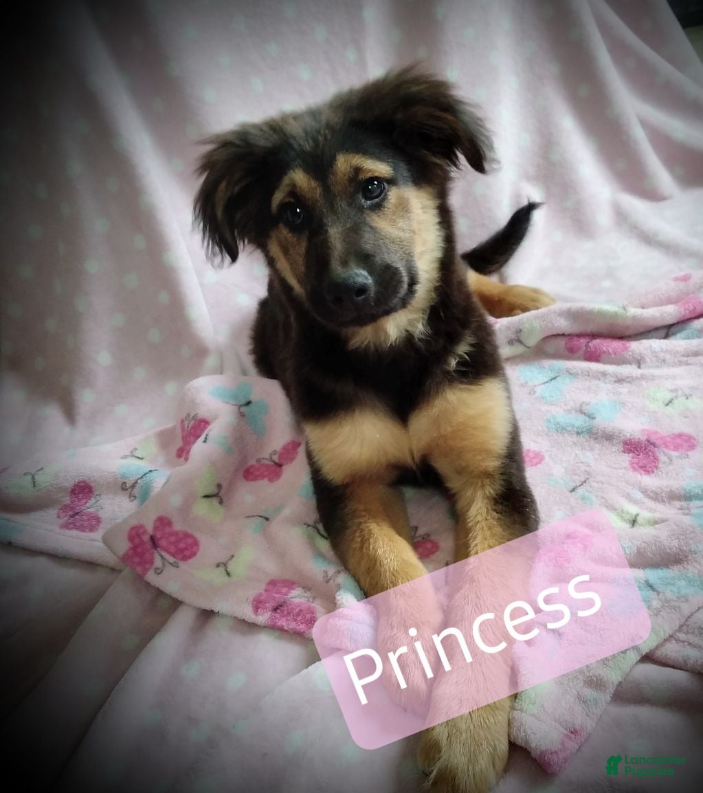 Mixed Breed dogs Princess - Ad 1