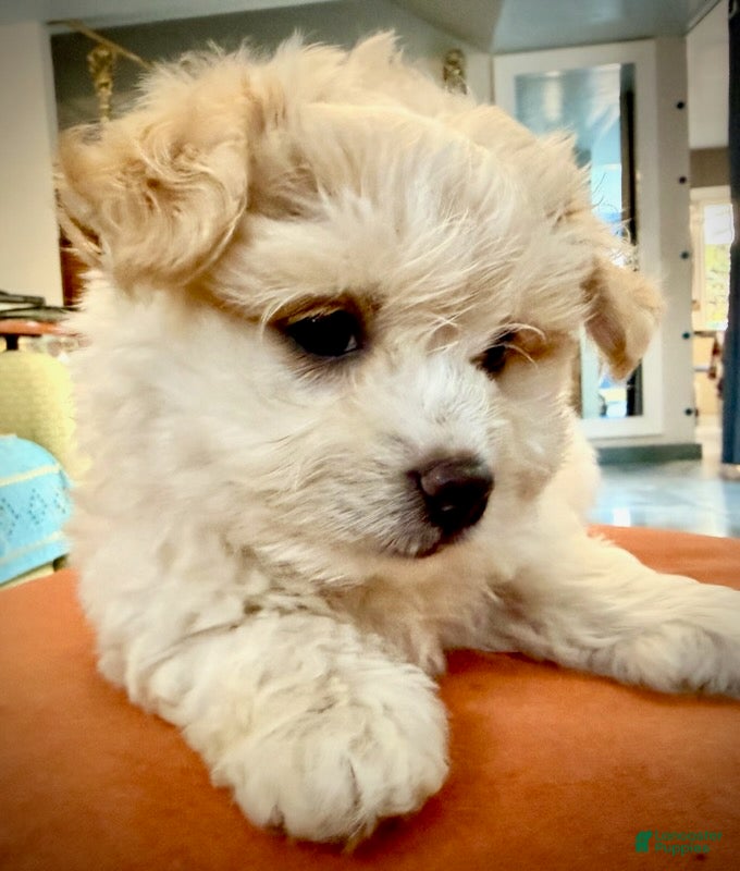 Maltipoo dogs for sale: Teddybear Maltipoo Male 1 - Ad 2
