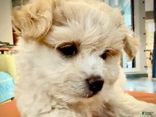 Maltipoo dogs for sale: Teddybear Maltipoo Male 1 - Ad 2