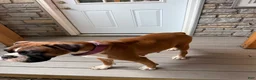 Boxer dogs for sale: Ryder - Ad 7