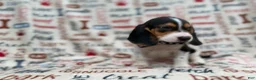 Beagle dogs for sale: Waylon - Ad 8