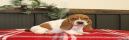 Basset Hound dogs for sale: Carly - Ad 2