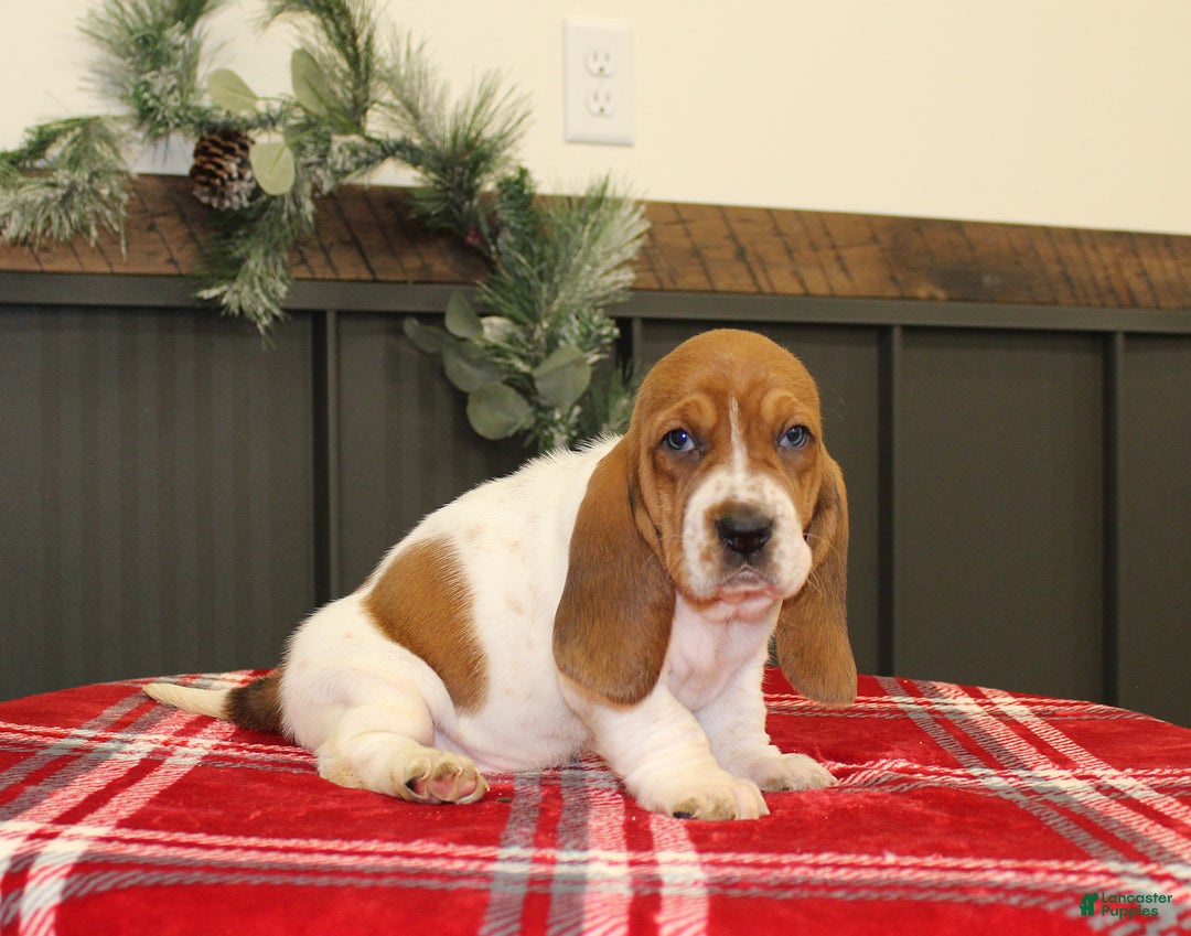 Basset Hound dogs for sale: Carly - Ad 2