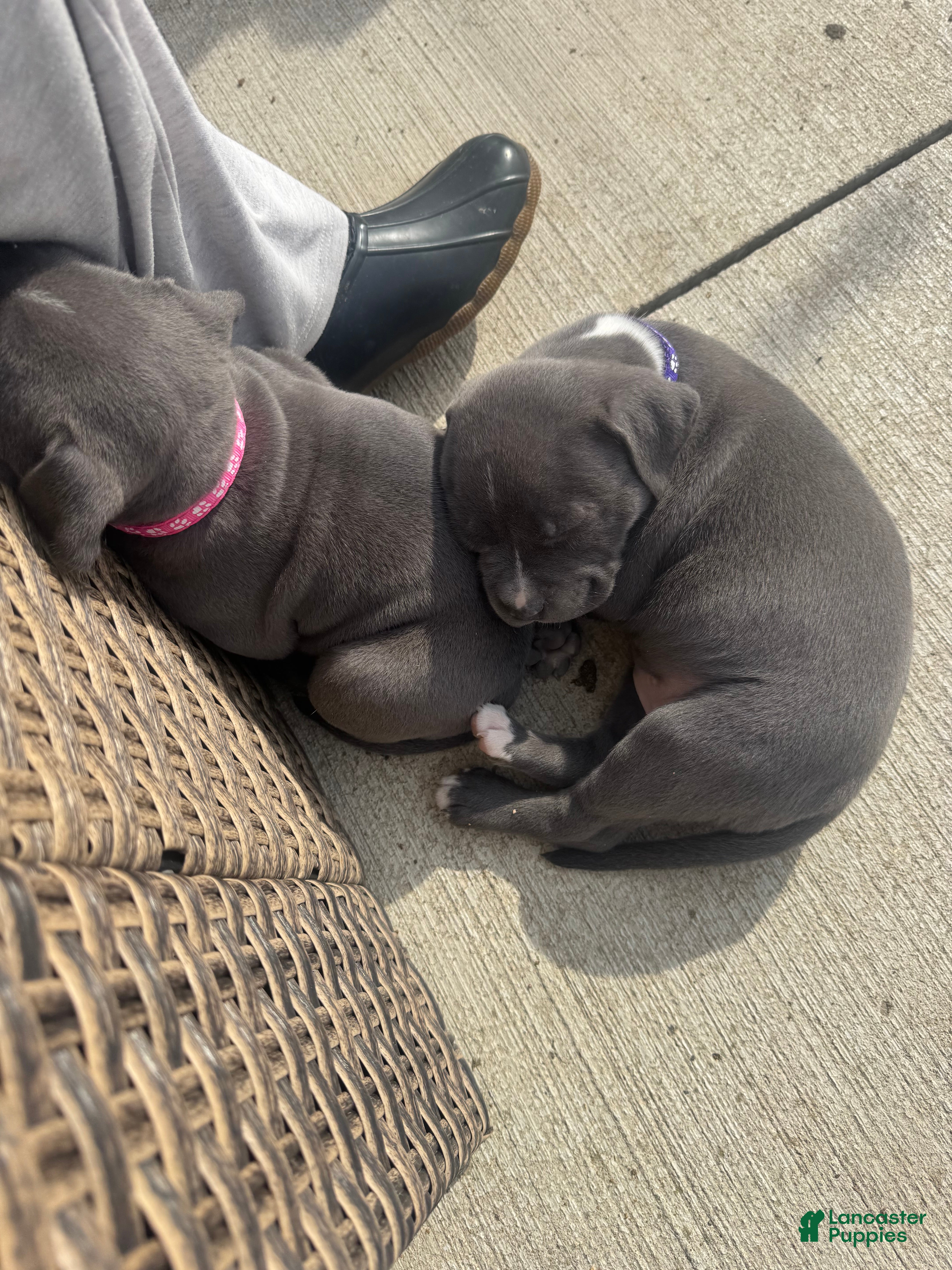 American Pit Bull Terrier dogs American Pit Bull Terrier Puppy 6 - Ad 18