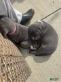 American Pit Bull Terrier Puppy 6