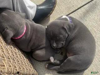 American Pit Bull Terrier dogs American Pit Bull Terrier Puppy 6 - Ad 18