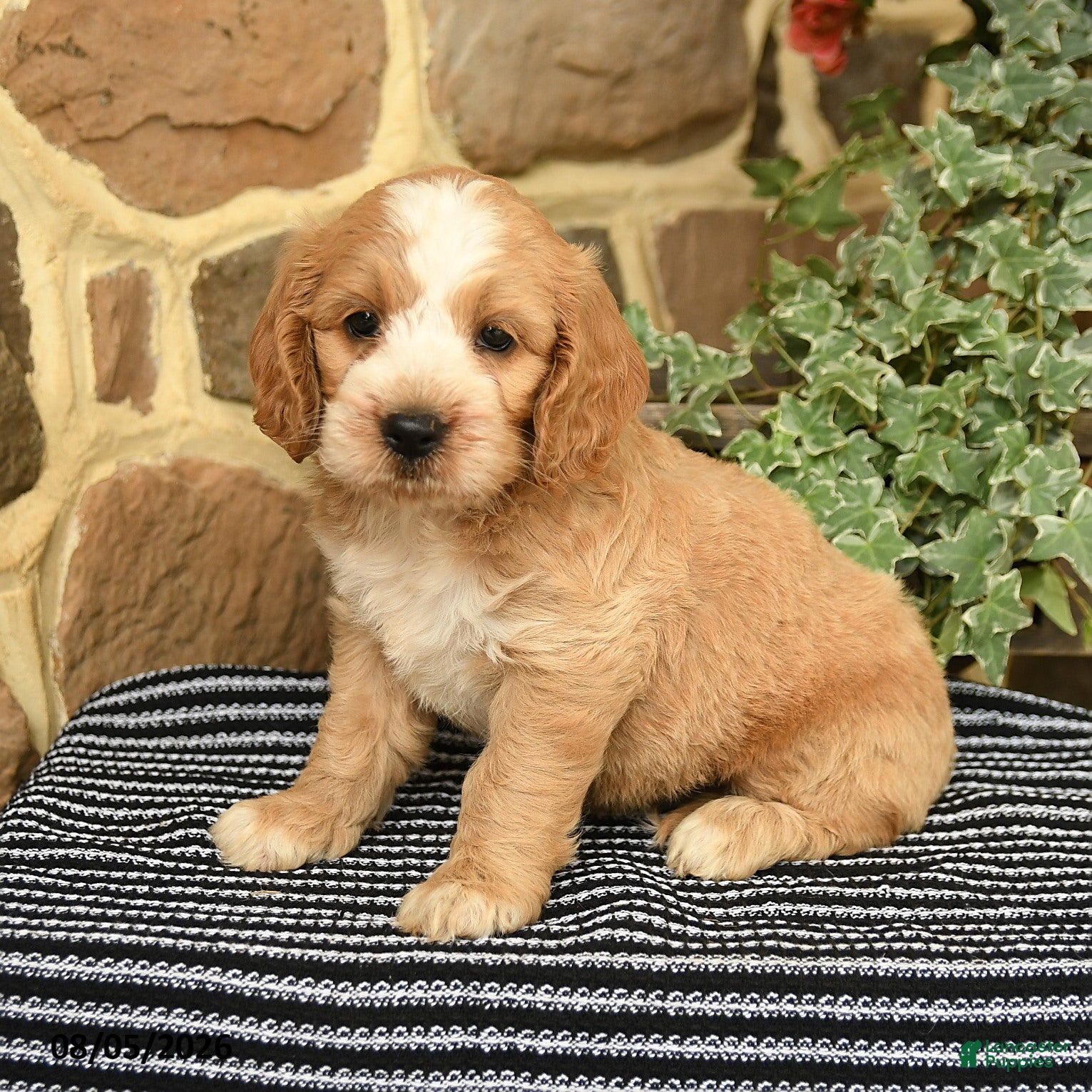 Cockapoo dogs Dunkin - Ad 1