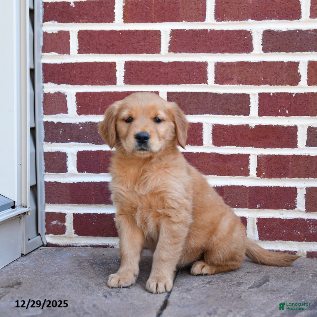 Golden Retriever dogs for sale: Elsie - Ad 2