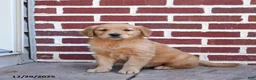 Golden Retriever dogs for sale: Elsie - Ad 2