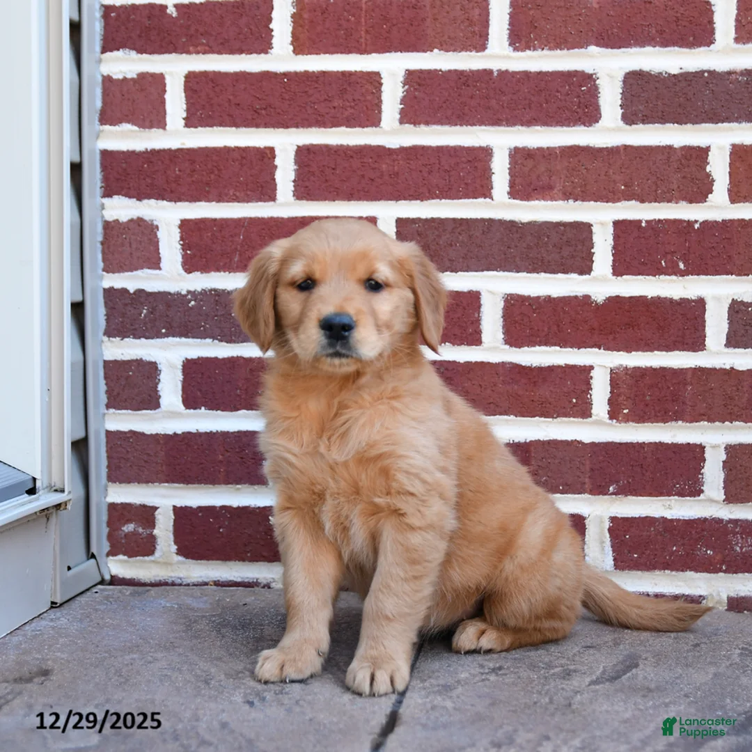 Golden Retriever dogs for sale: Elsie - Ad 2