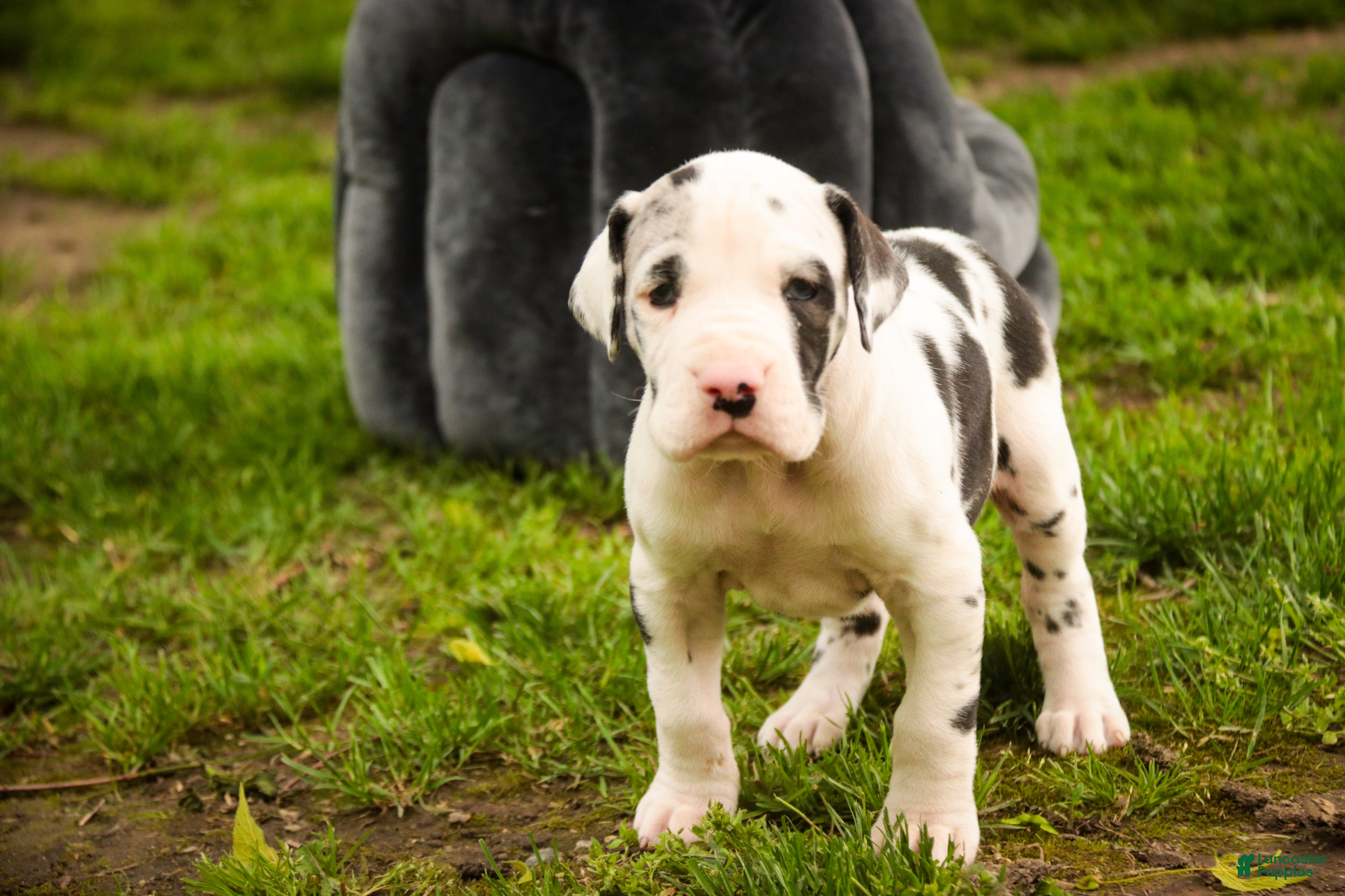 Great Dane dogs Joy - Ad 1