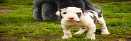 Great Dane dogs for sale: Joy - Ad 1
