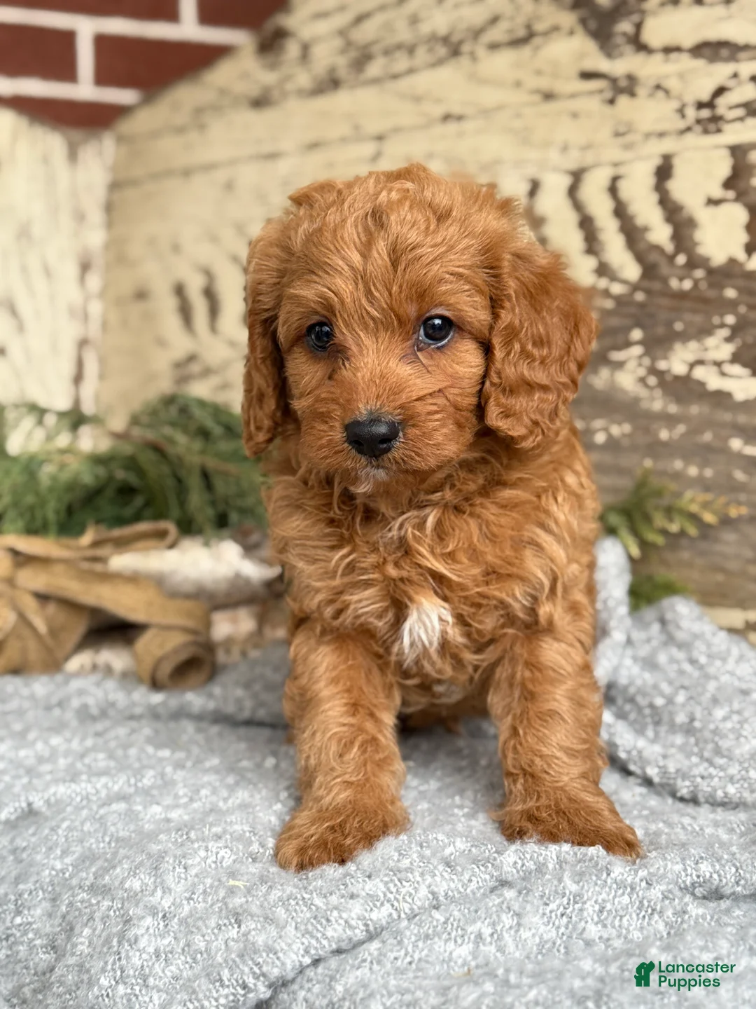 Mixed Breed dogs for sale: Sanchez - Ad 5