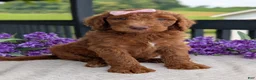 Goldendoodle dogs for sale: Miss Ellie - Ad 3