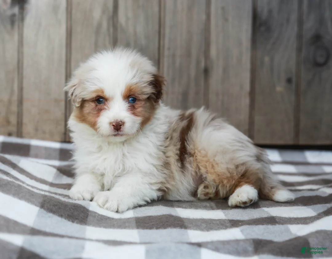 Australian Shepherd dogs for sale: Rocky - Ad 2