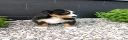 Bernese Mountain Dog dogs for sale: Grace - Ad 4