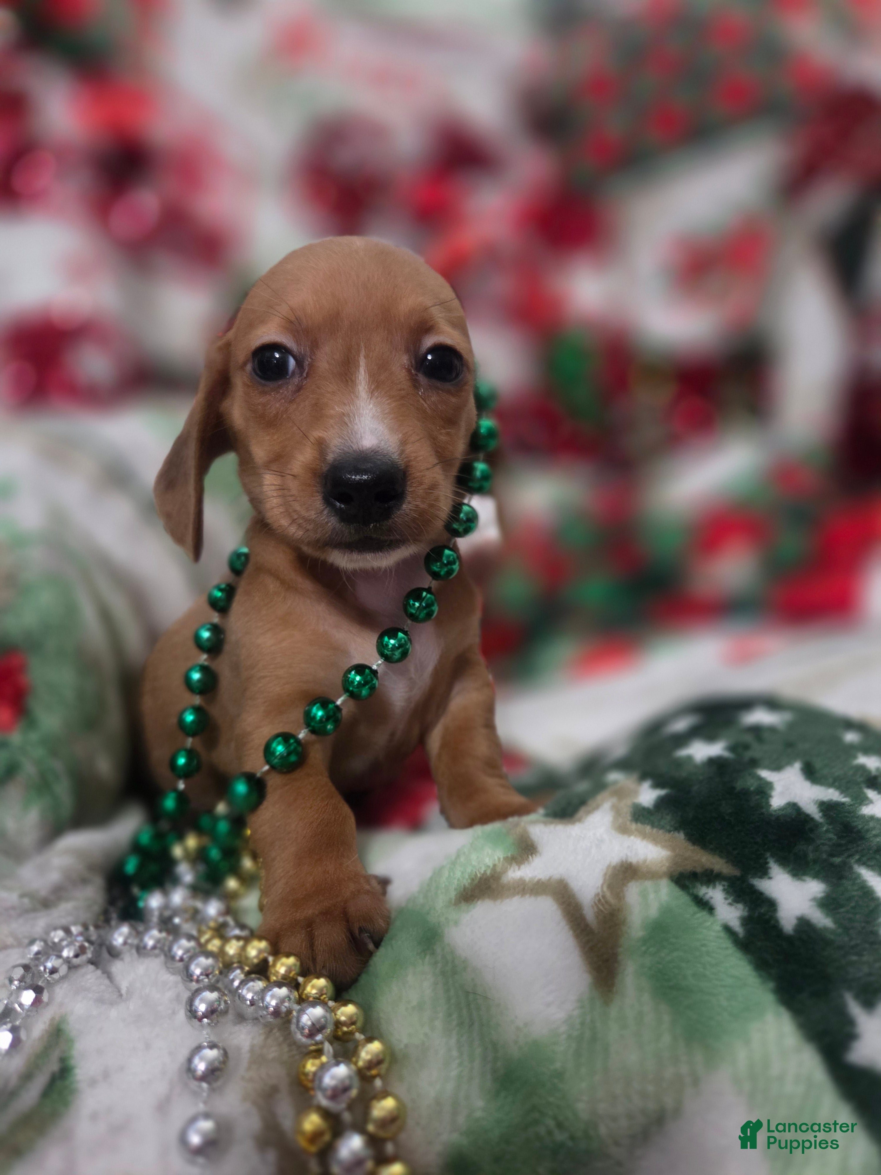 Miniature Dachshund dogs for sale: Miniature Dachshund 5 - Ad 2