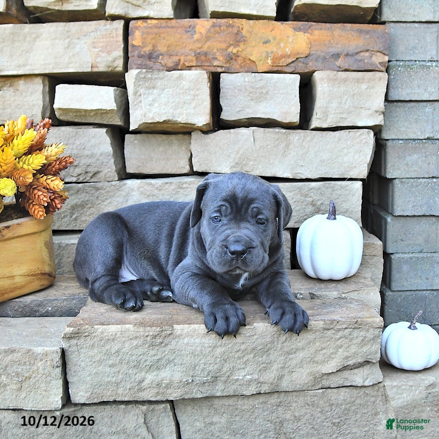 Cane Corso dogs Sage - Ad 1