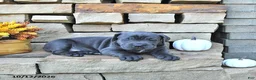 Cane Corso dogs for sale: Sage - Ad 1