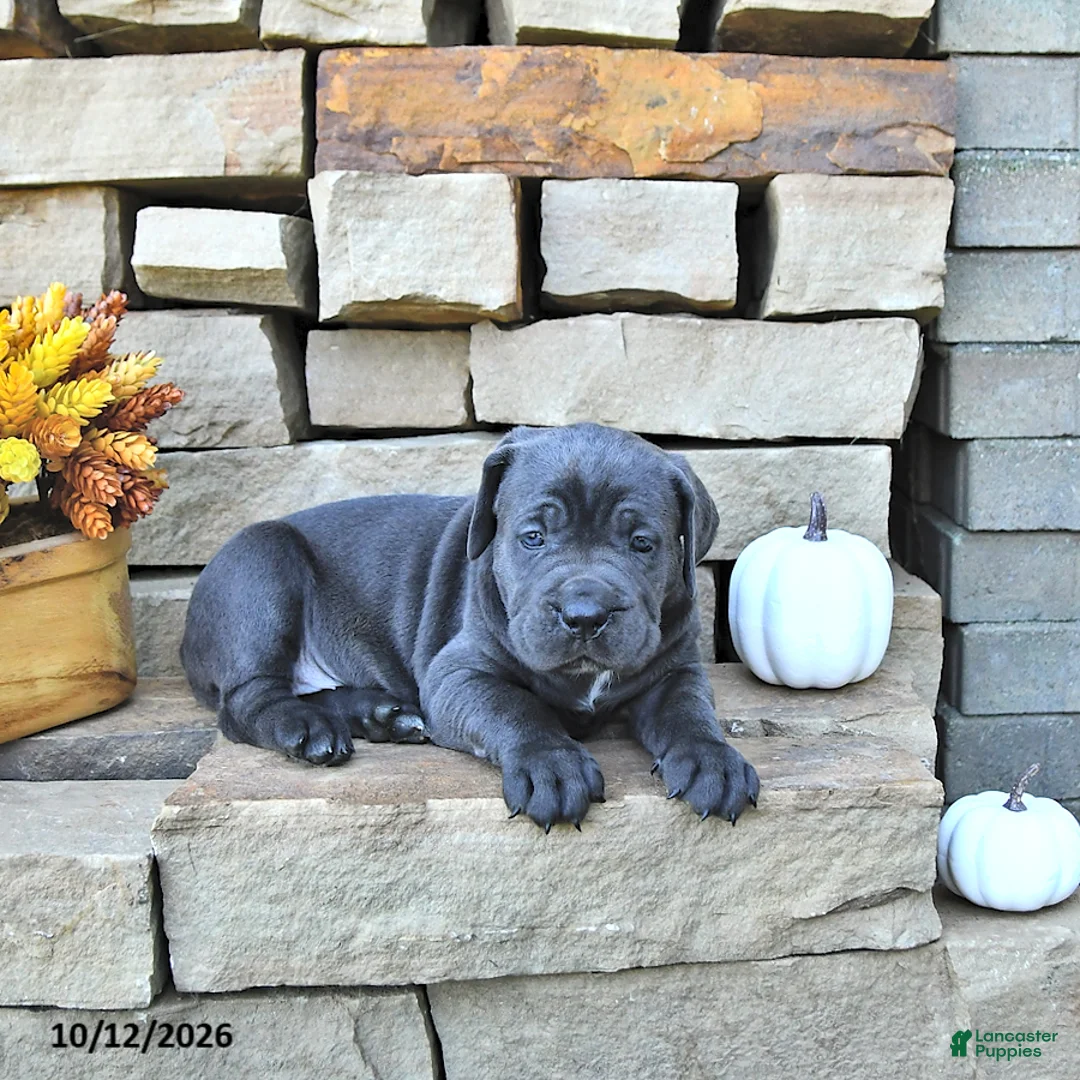 Cane Corso dogs for sale: Sage - Ad 1
