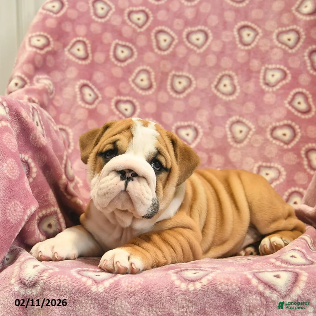 English Bulldog dogs for sale: Zoey  - Ad 4