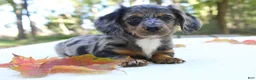 Miniature Dachshund dogs for sale: Sonny - Ad 10