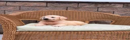 Golden Retriever dogs for sale: Georgia - Ad 5