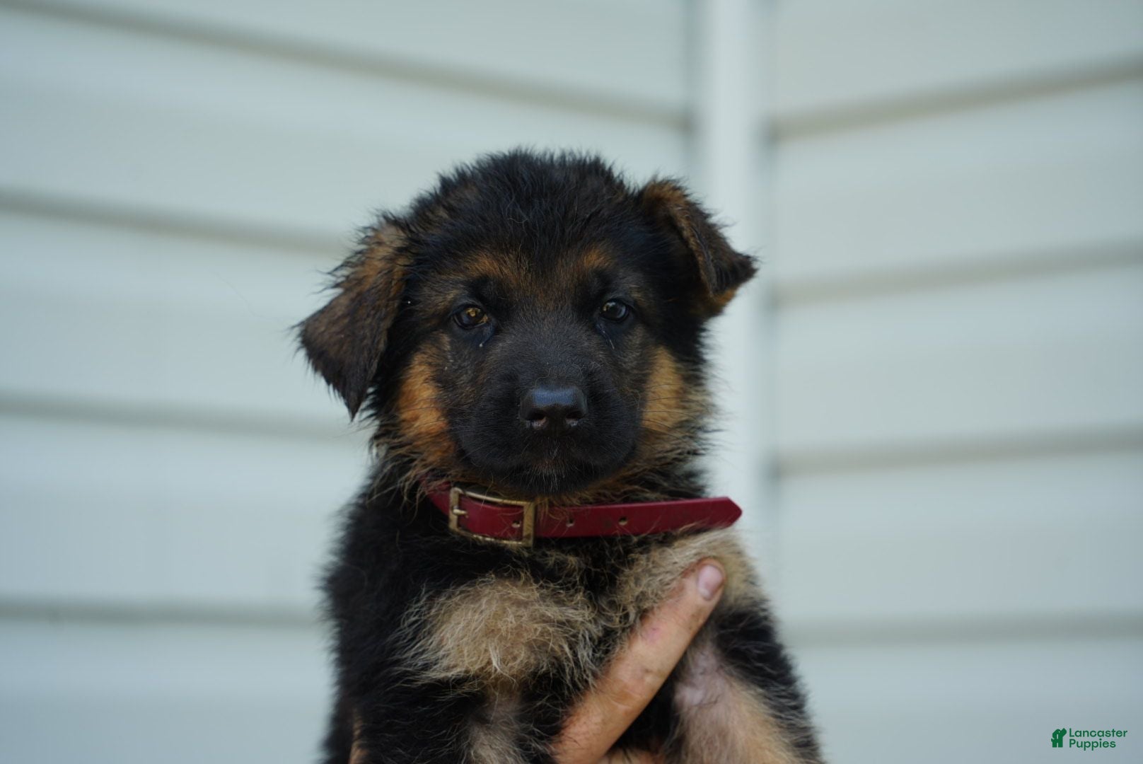 German Shepherd dogs German Shepherd 4 - Ad 15