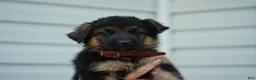 German Shepherd dogs for sale: German Shepherd 4 - Ad 1