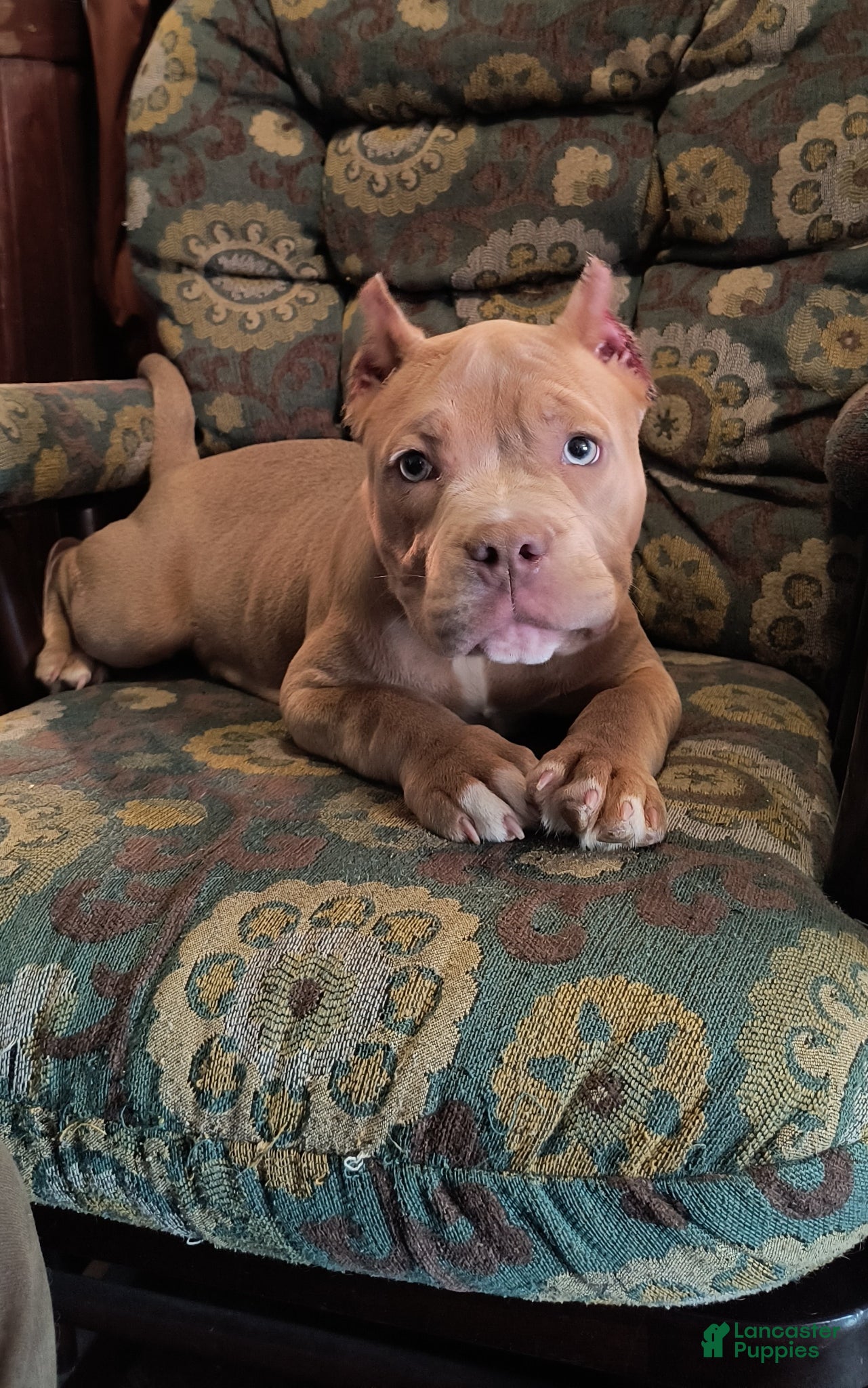 American Bully dogs American Bully Puppy 1 - Ad 1