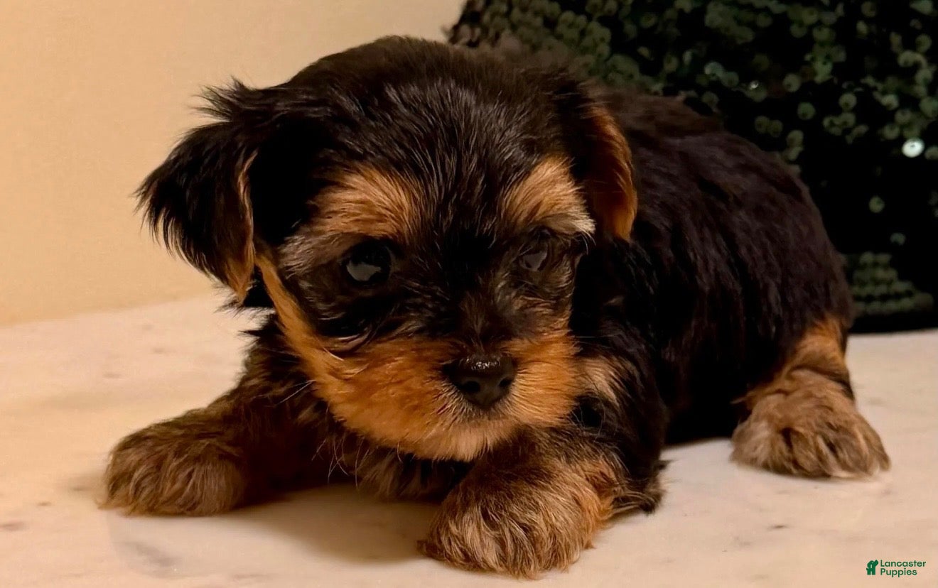 Yorkshire Terrier dogs for sale: Girl 1 - Ad 1